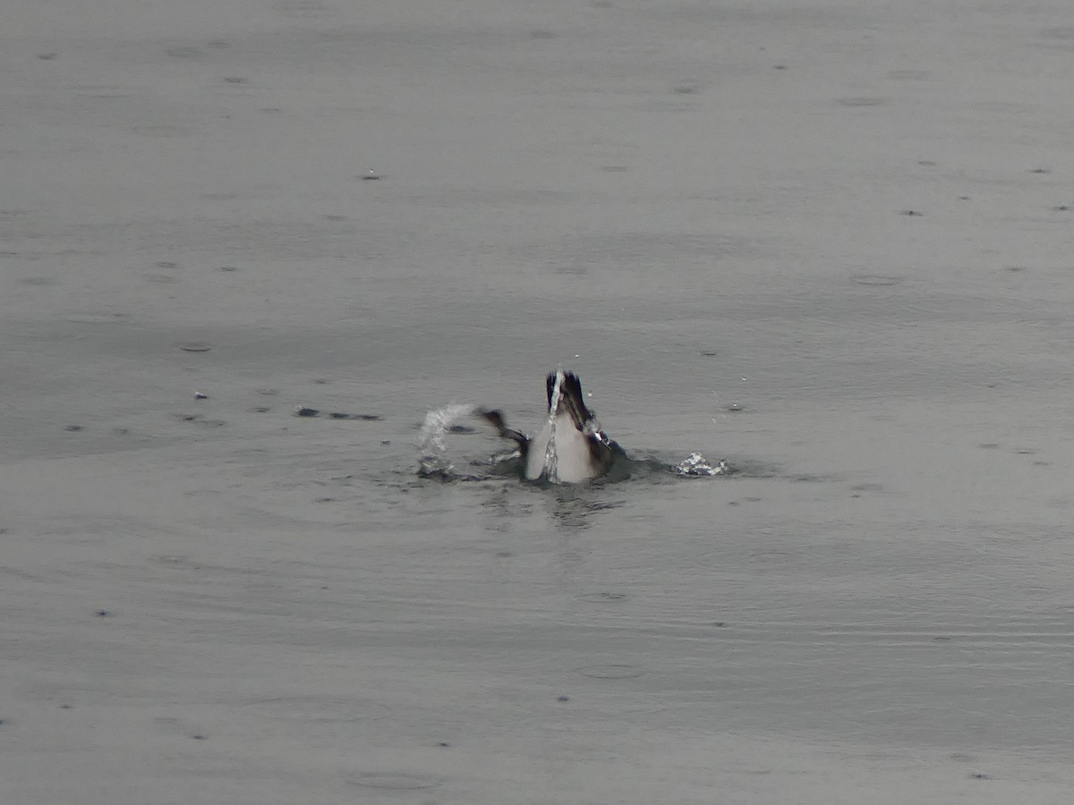 Rhinoceros Auklet - Gus van Vliet