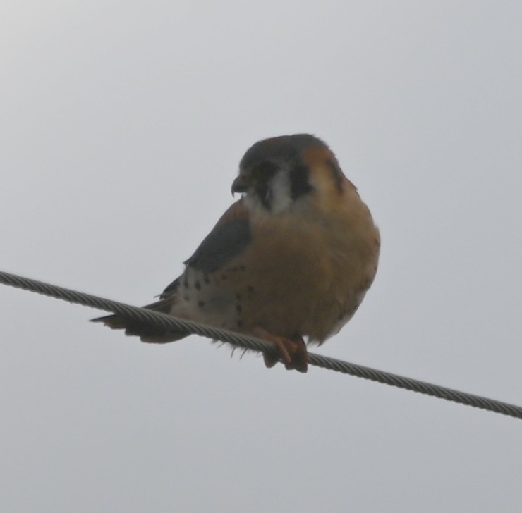 American Kestrel - ML611563292