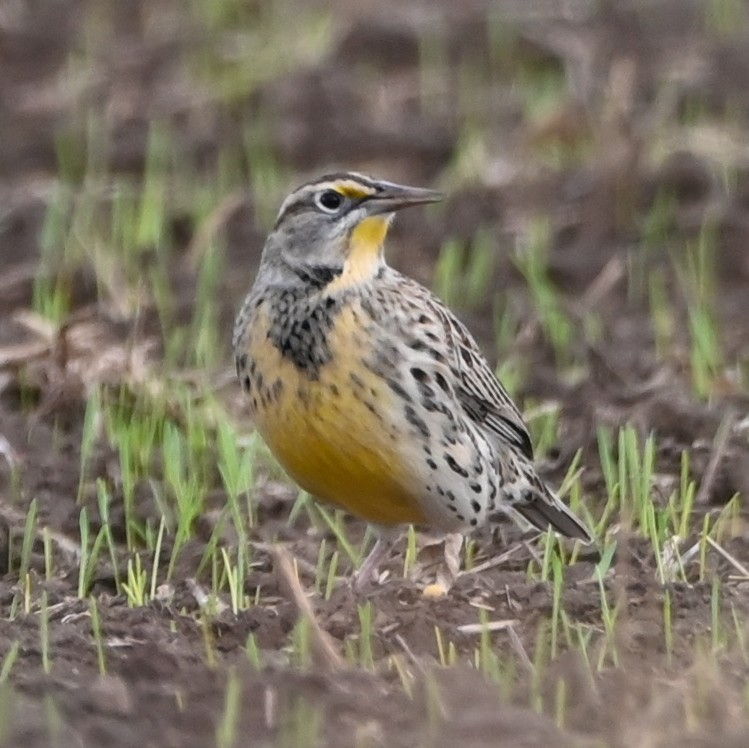 Eastern Meadowlark - ML611563307