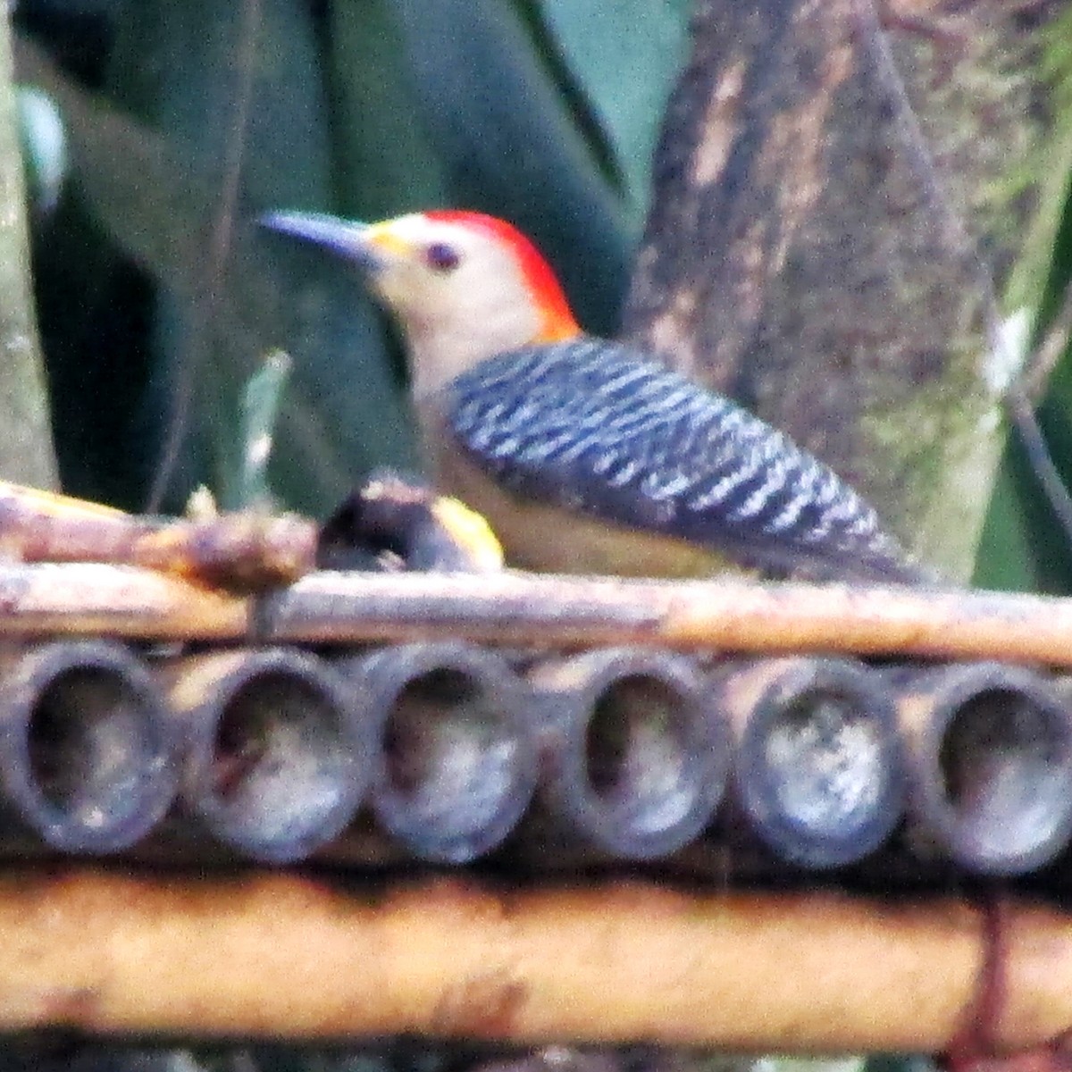 Golden-fronted Woodpecker - ML611563341