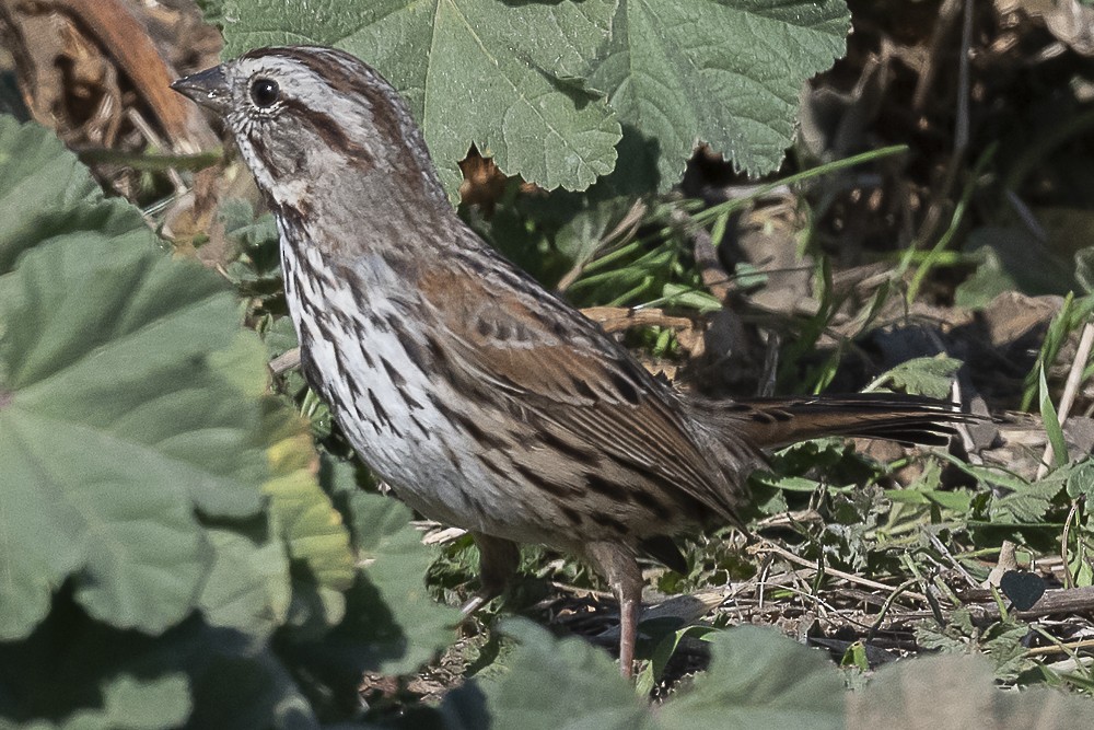 Song Sparrow - James McNamara