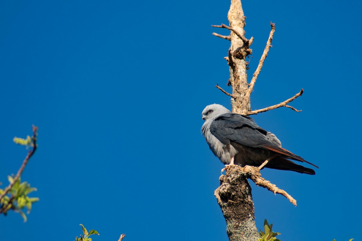 Plumbeous Kite - Leandro Bareiro Guiñazú