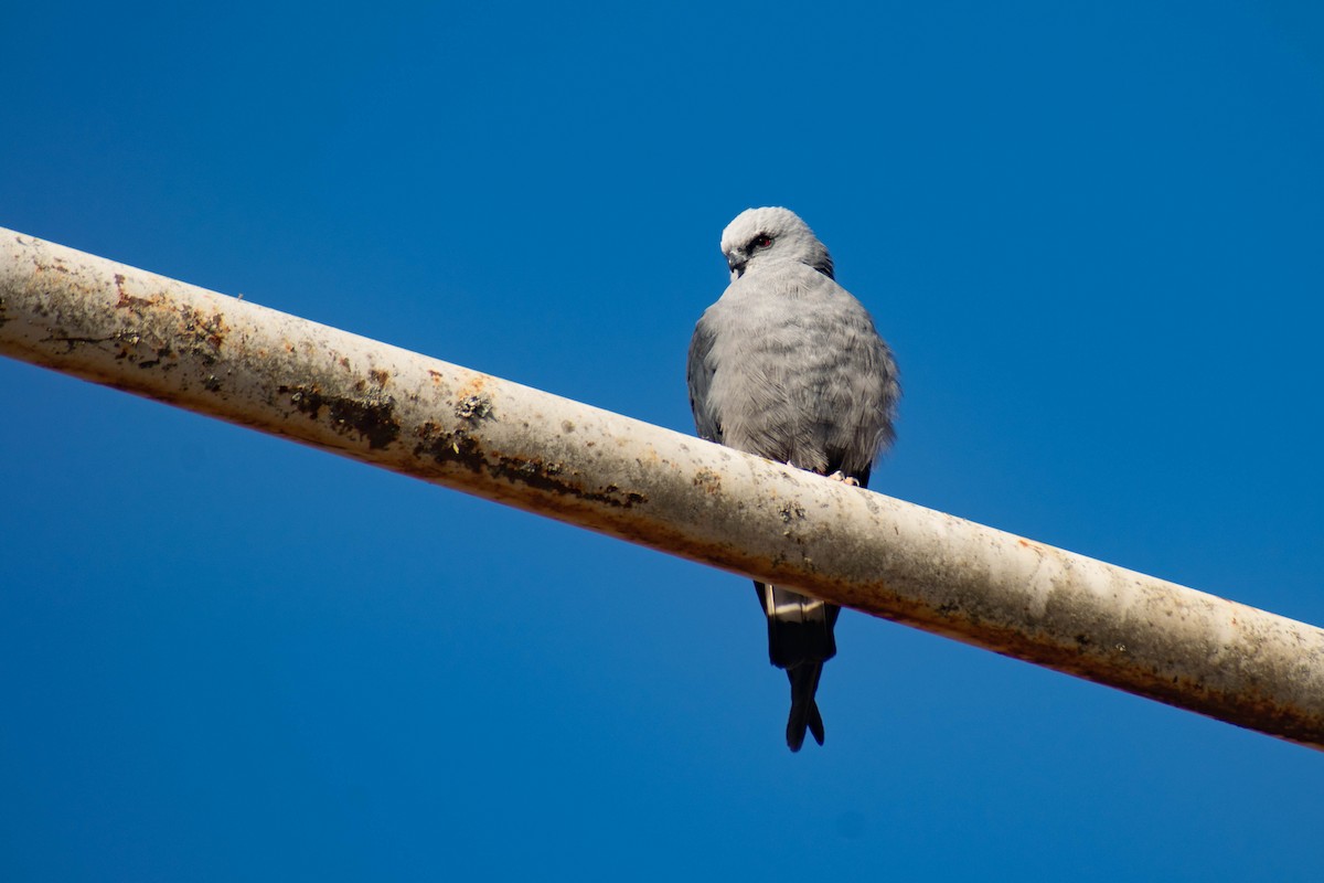 Plumbeous Kite - Leandro Bareiro Guiñazú