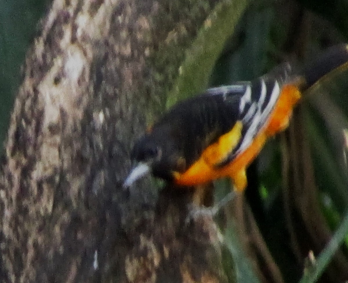 Baltimore Oriole - ML611563407