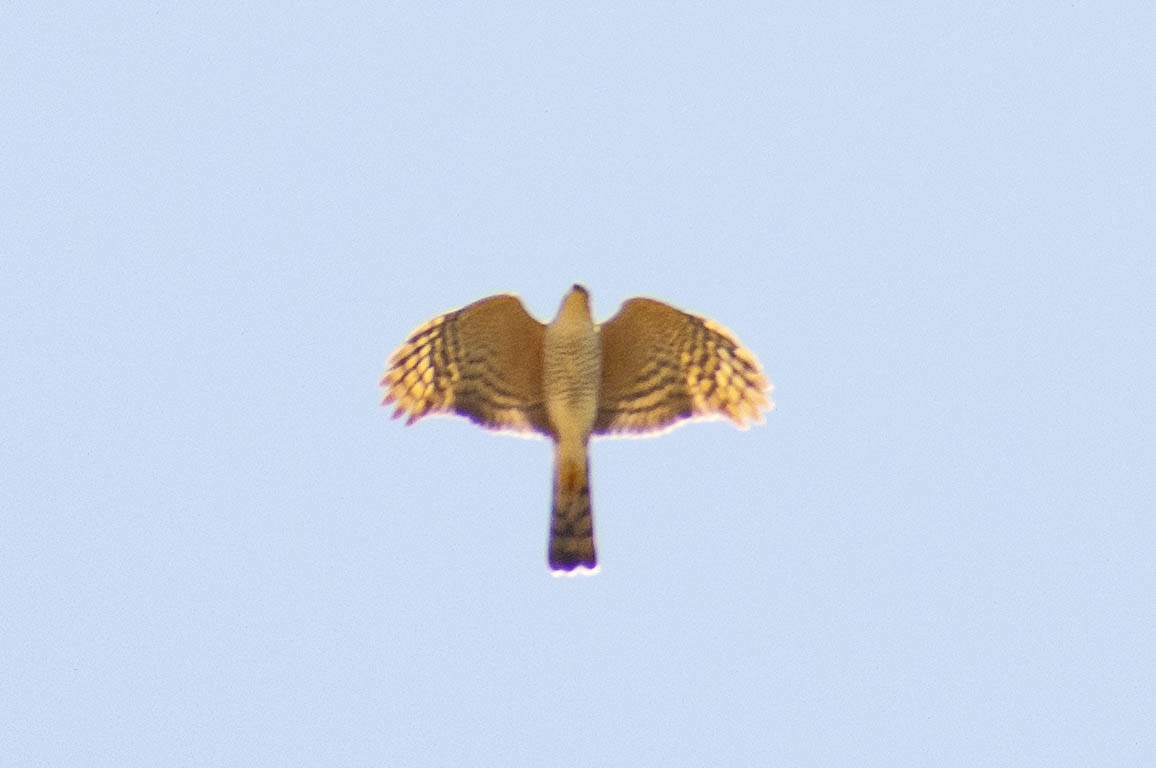 Sharp-shinned Hawk - ML611563443