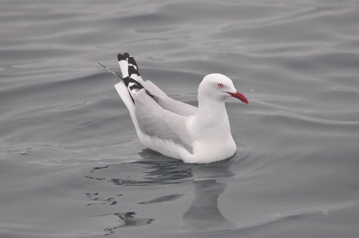 Mouette argentée (novaehollandiae/forsteri) - ML611563447