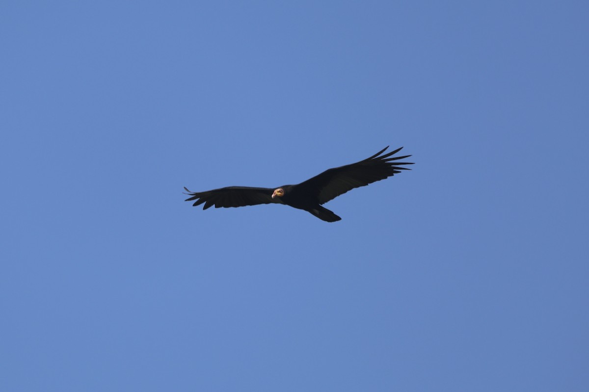 Greater Yellow-headed Vulture - ML611563448