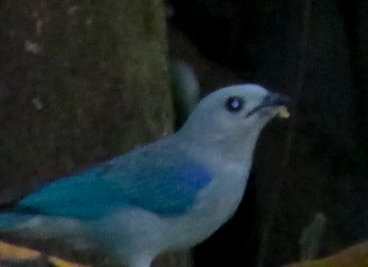 Blue-gray Tanager - ML611563484