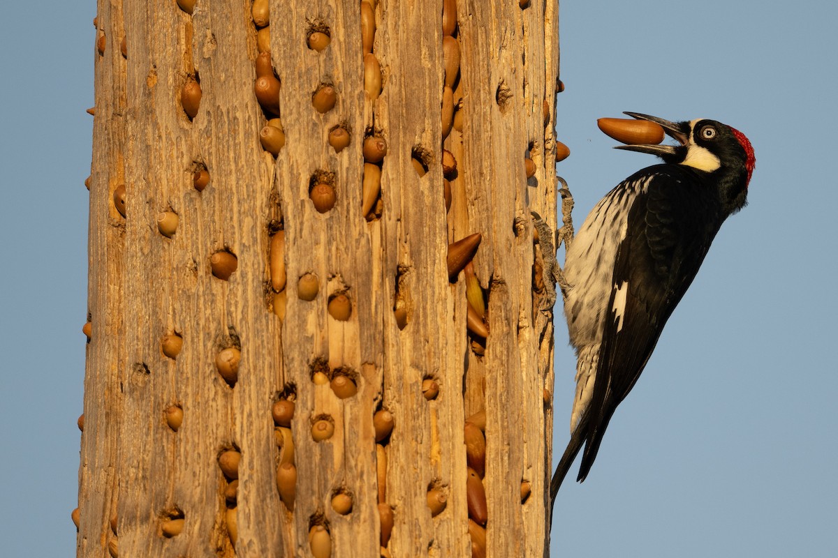 Acorn Woodpecker - Steve Pearl