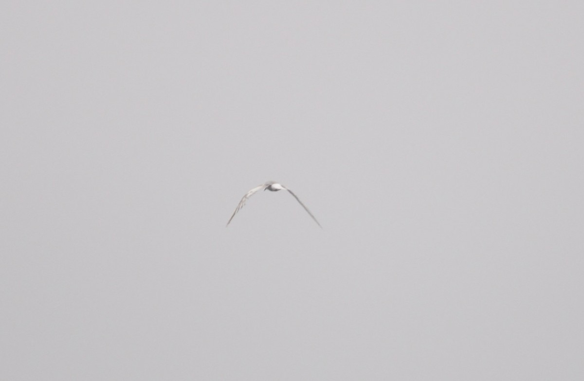 Arctic Tern - ML611563629
