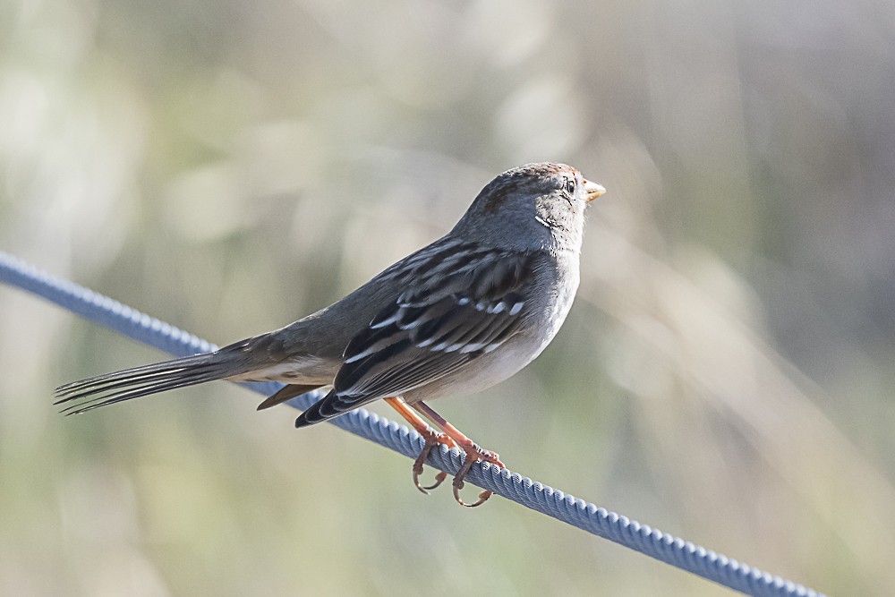 White-crowned Sparrow (Gambel's) - James McNamara