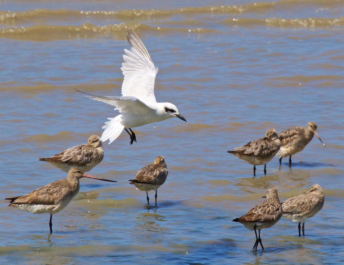 Australian Tern - Ed Harper