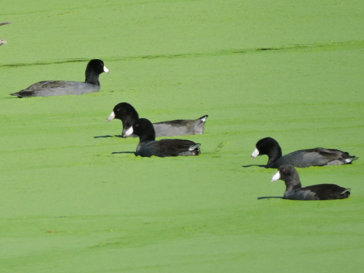 American Coot - ML611563699