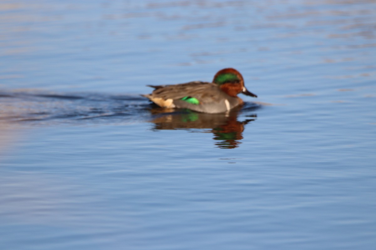 Green-winged Teal - ML611563730