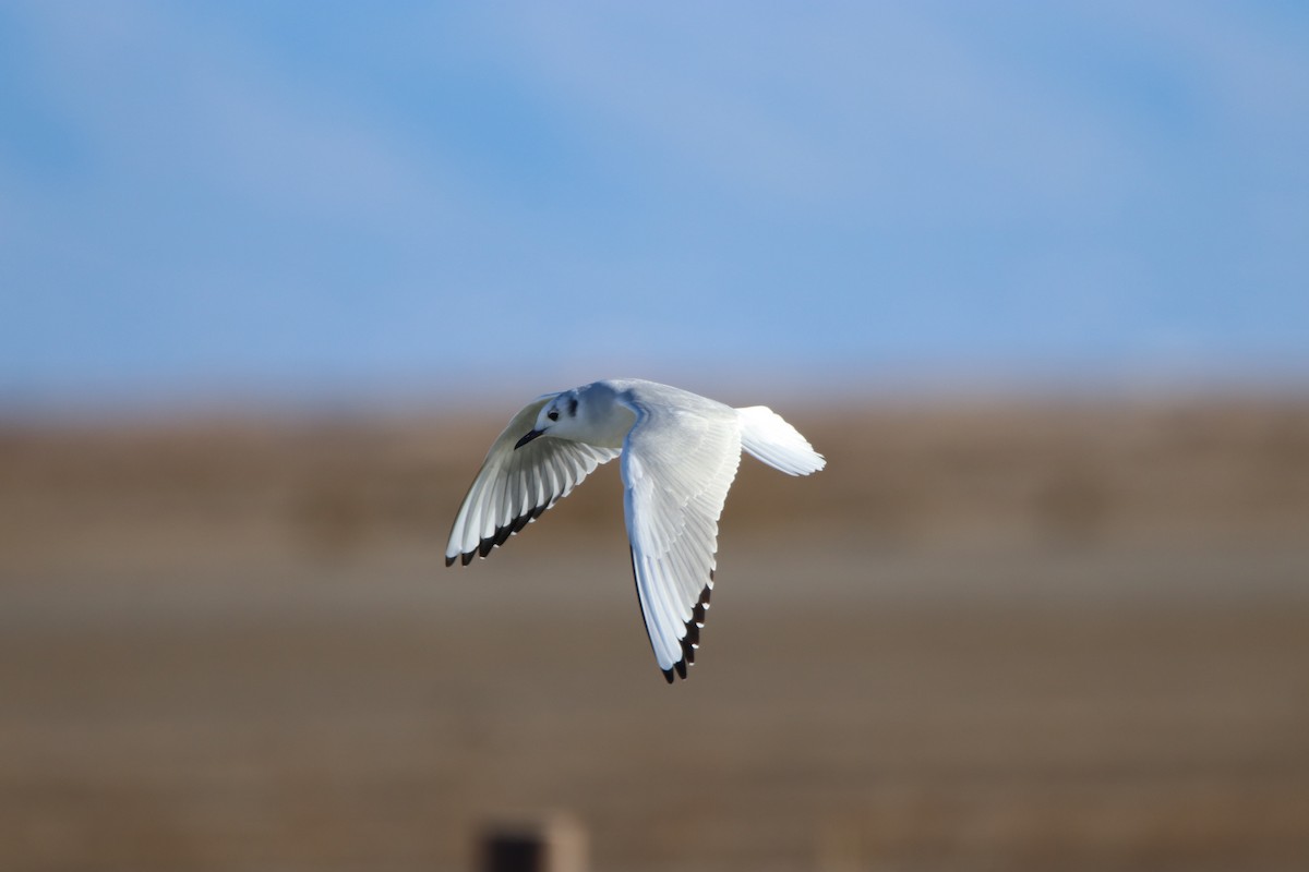 Bonaparte's Gull - ML611563762