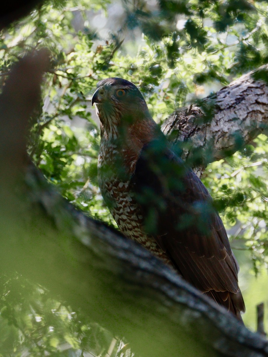 Cooper's Hawk - Paul Petrus