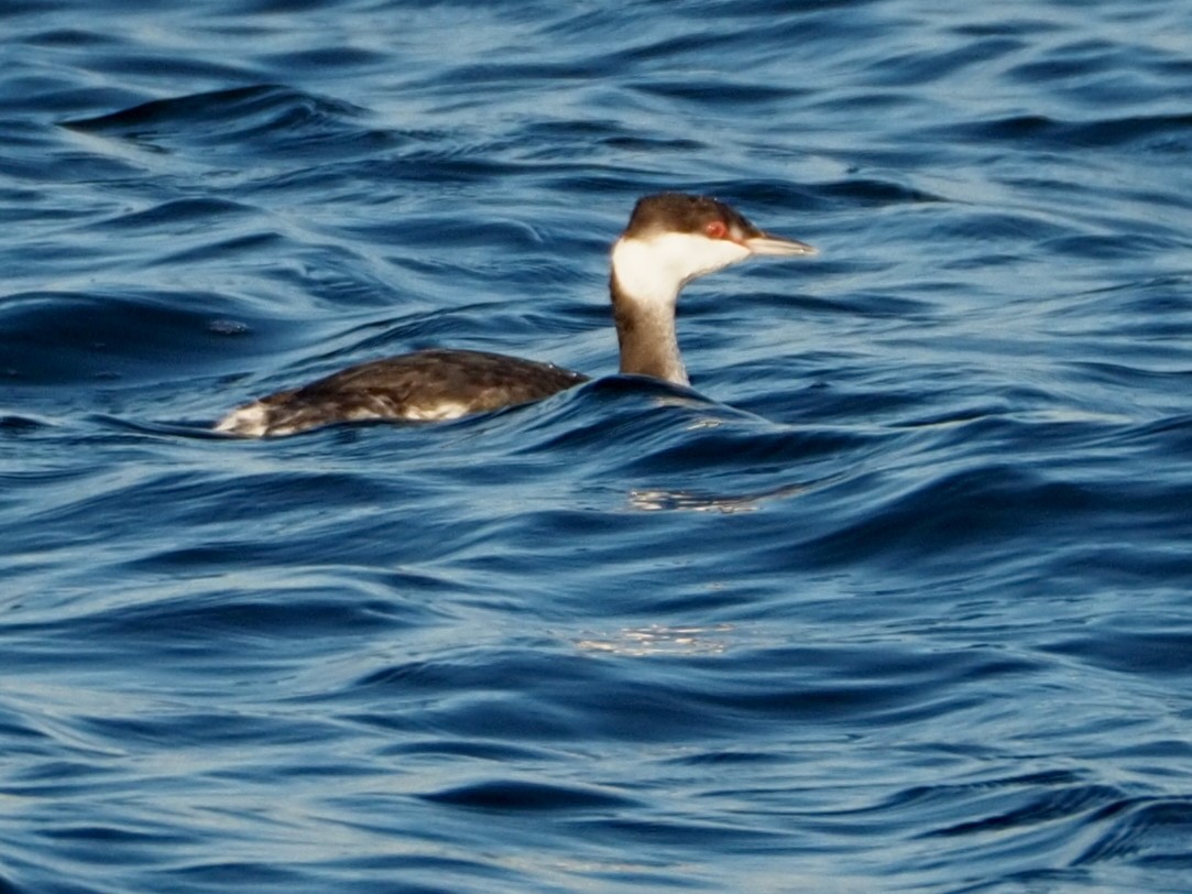 Horned Grebe - ML611563833