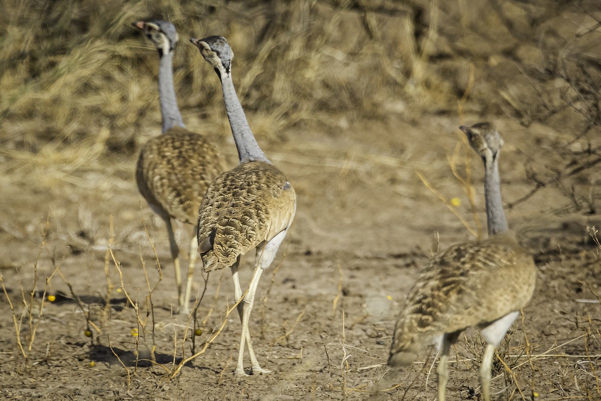 White-bellied Bustard - ML611563836