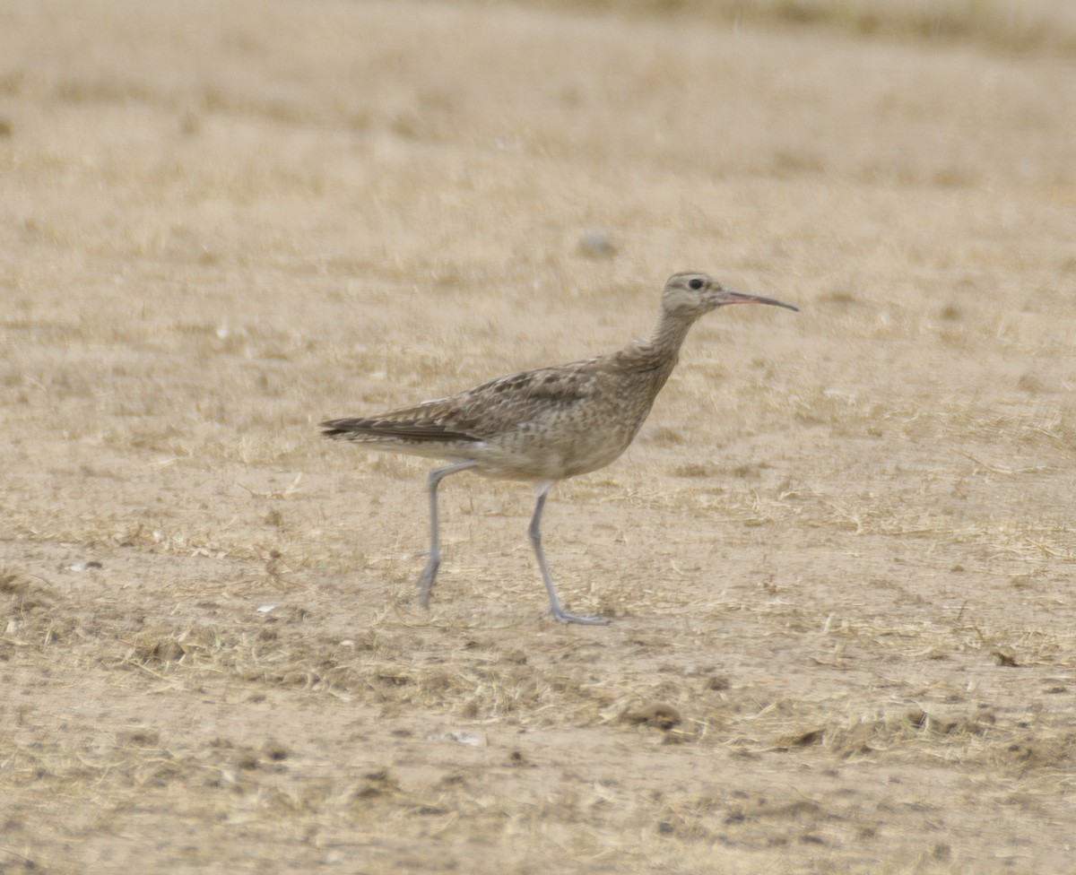 Zwergbrachvogel - ML611563837