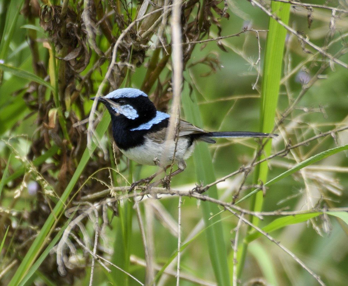 Superb Fairywren - ML611563842