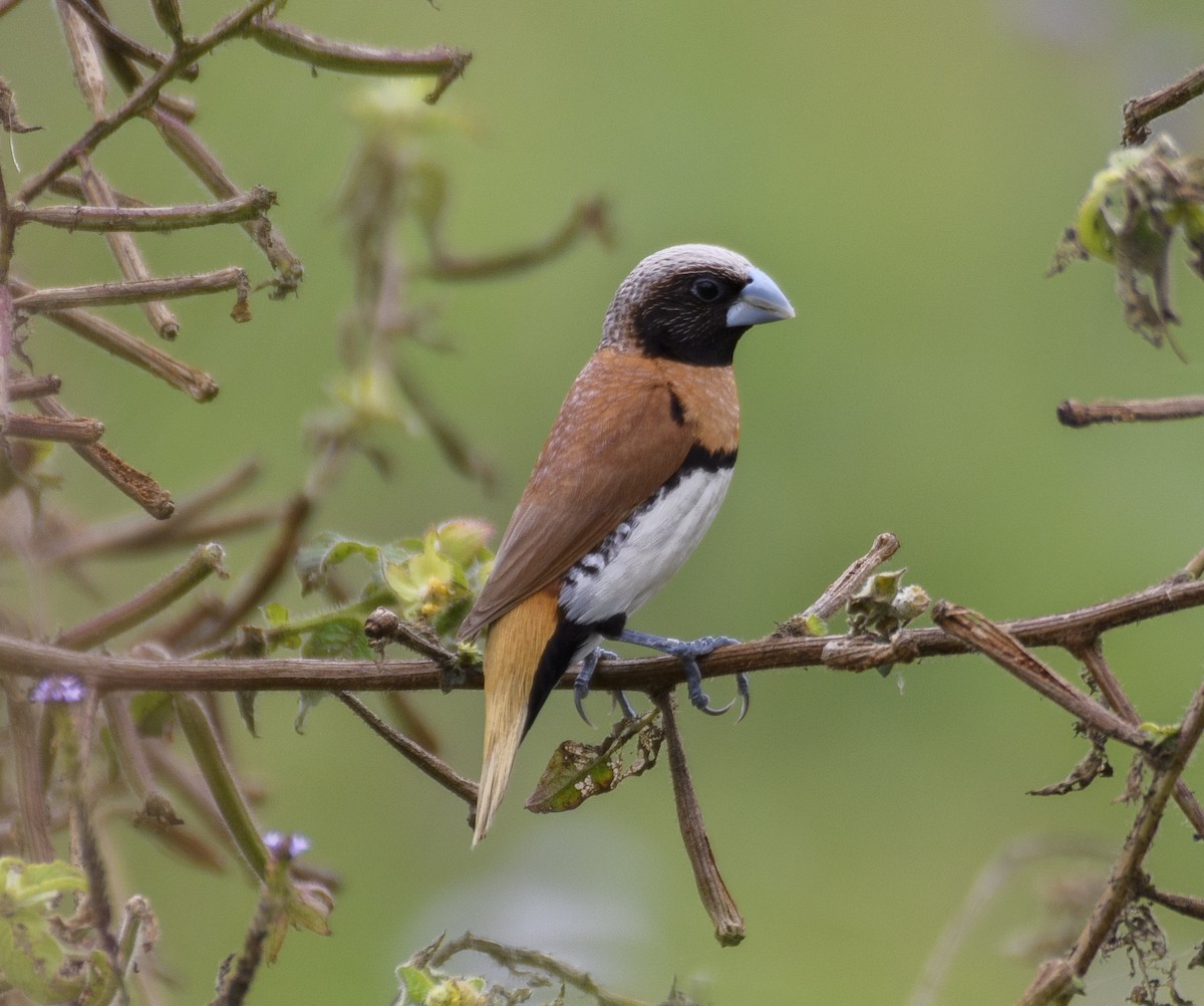 Chestnut-breasted Munia - ML611563850