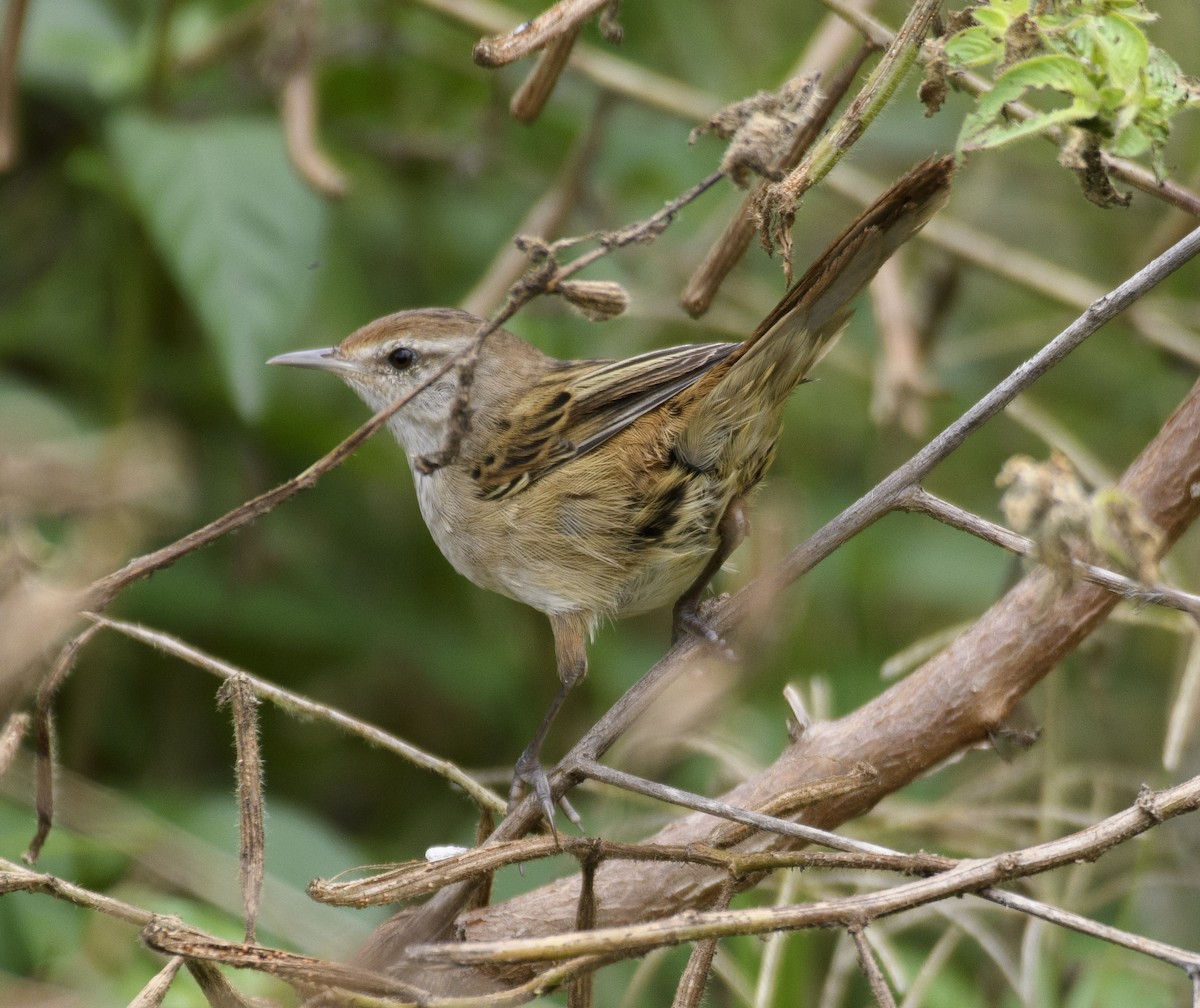 Little Grassbird - ML611563859