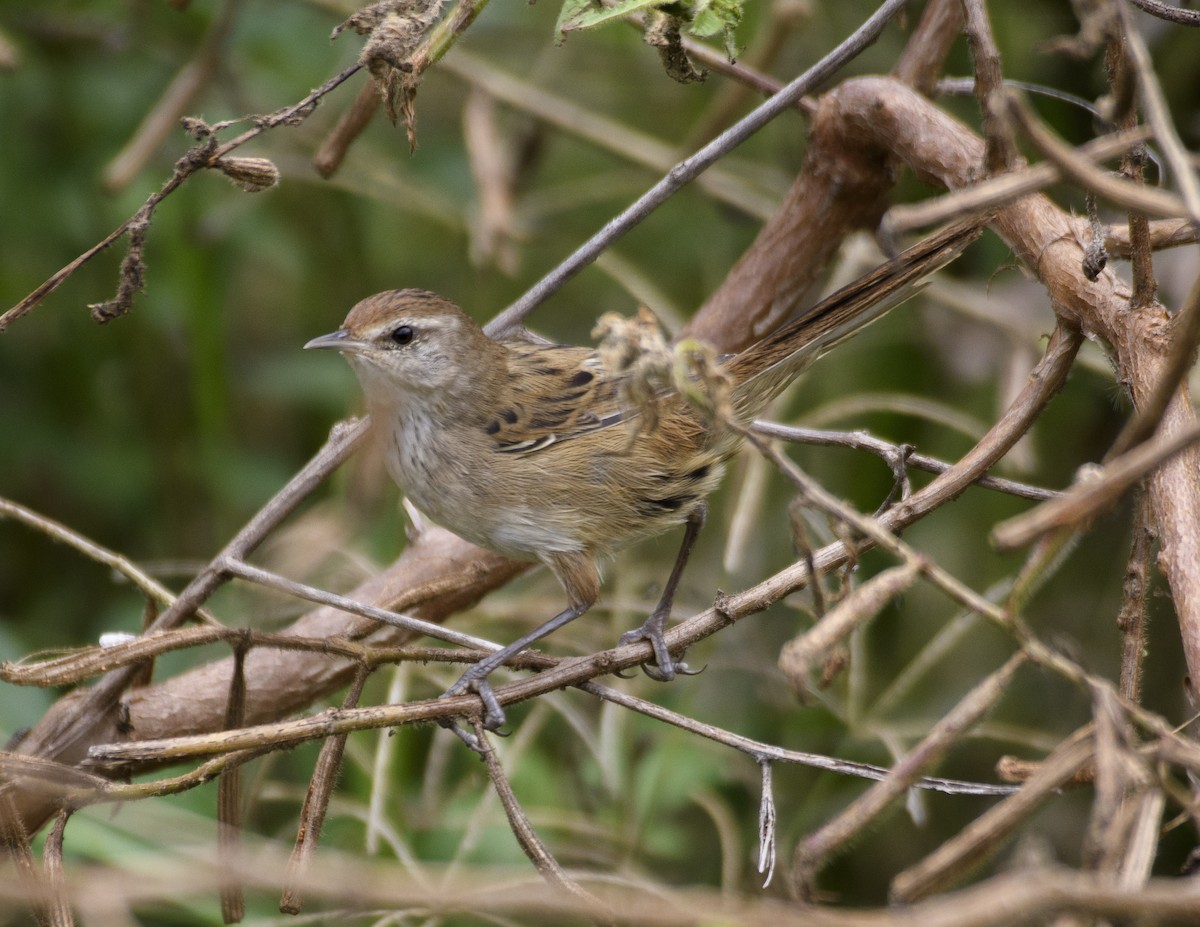 Little Grassbird - ML611563860