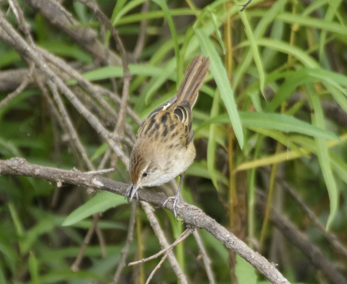 Little Grassbird - ML611563861