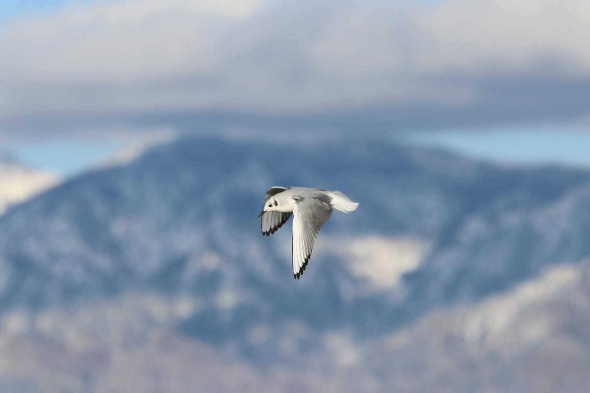 Bonaparte's Gull - ML611563880