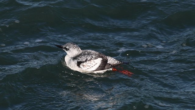 Black Guillemot - ML611563883