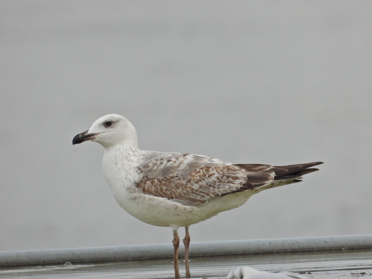 Yellow-legged Gull - ML611564008