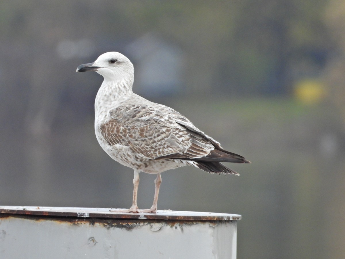 Gaviota Patiamarilla - ML611564009