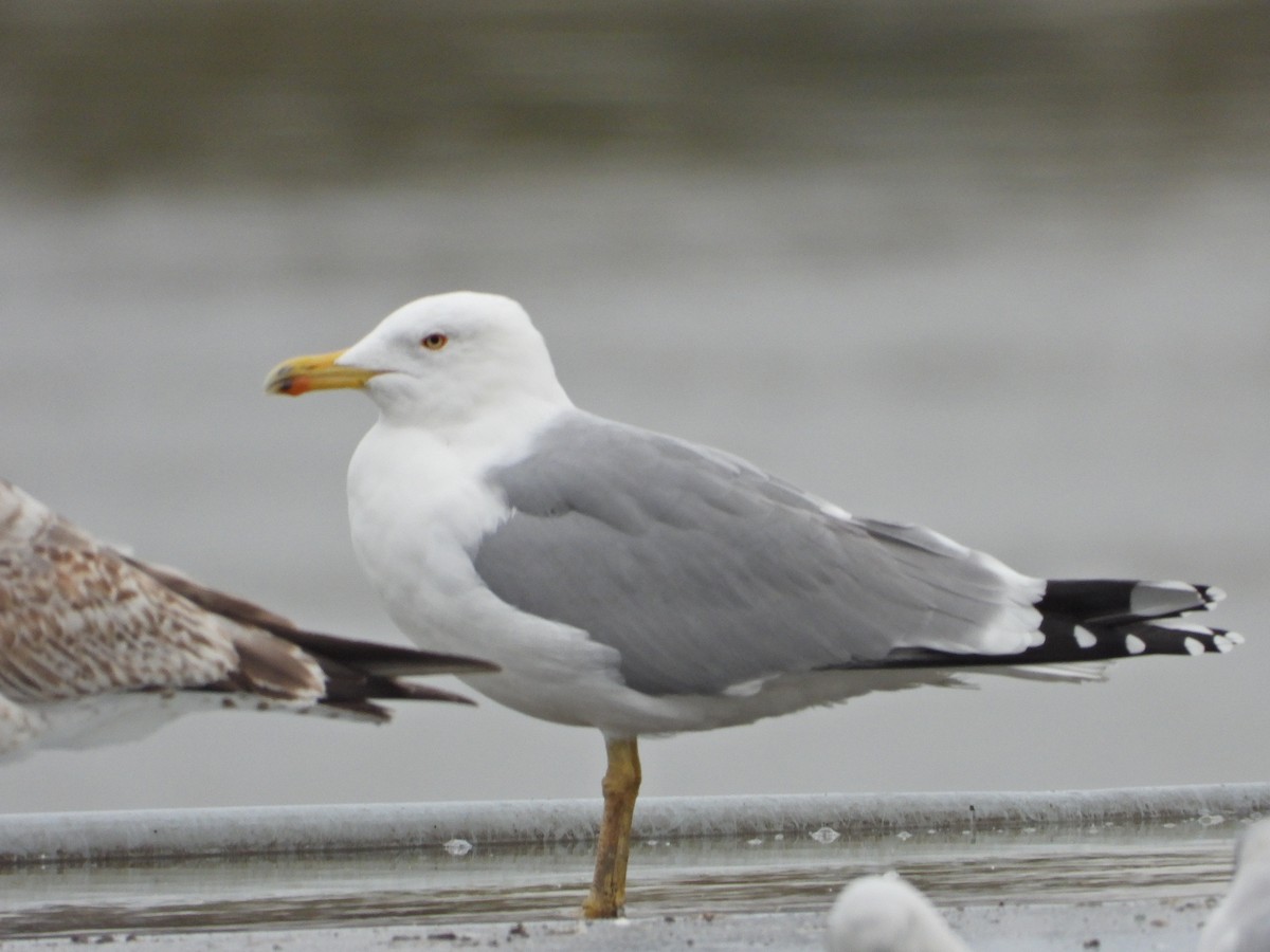 Yellow-legged Gull - ML611564013