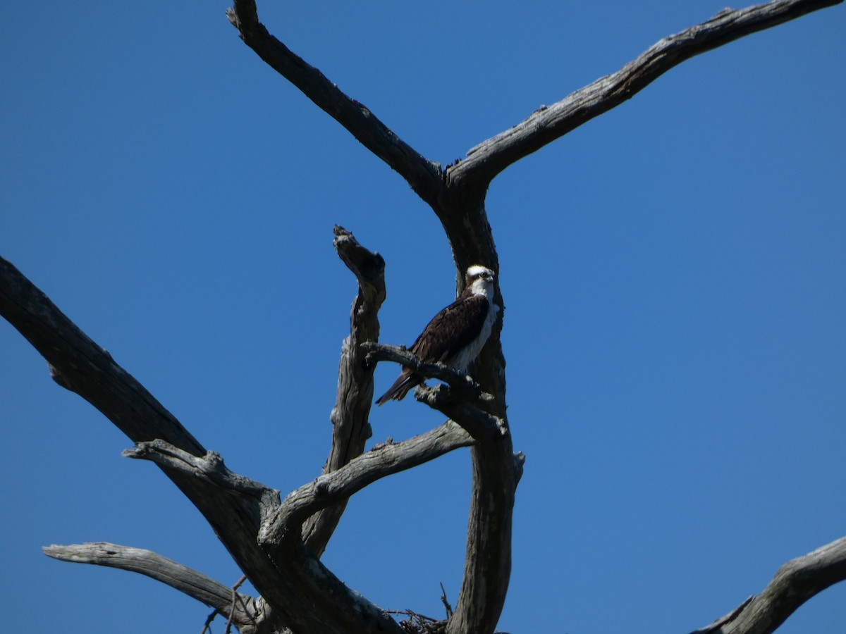 Águila Pescadora - ML611564026