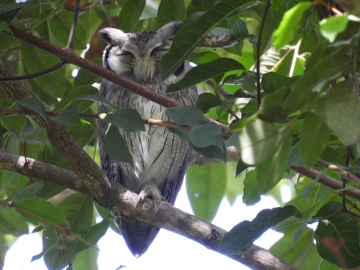 Northern White-faced Owl - ML611564033