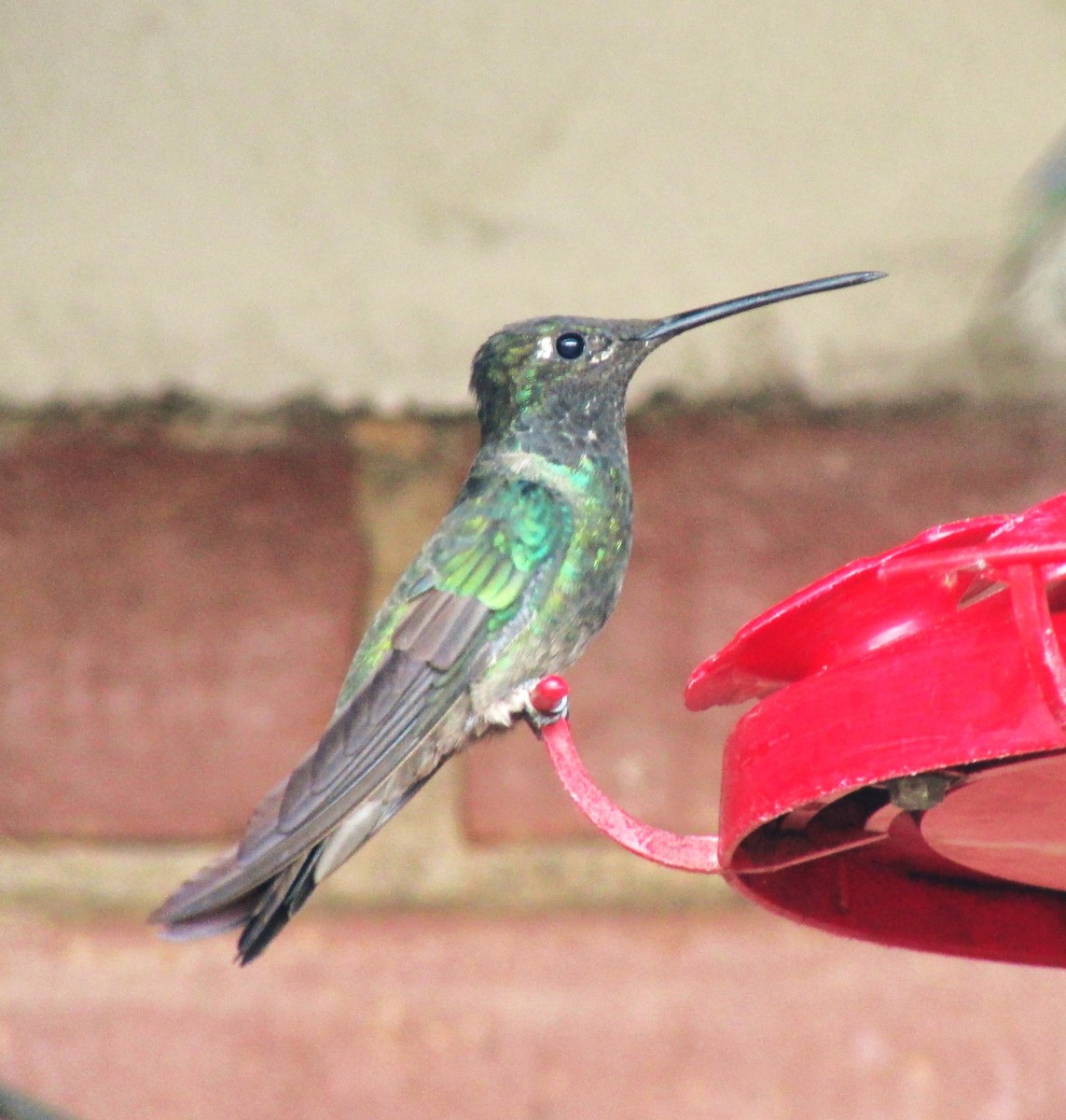 Rivoli's Hummingbird - ML611564048