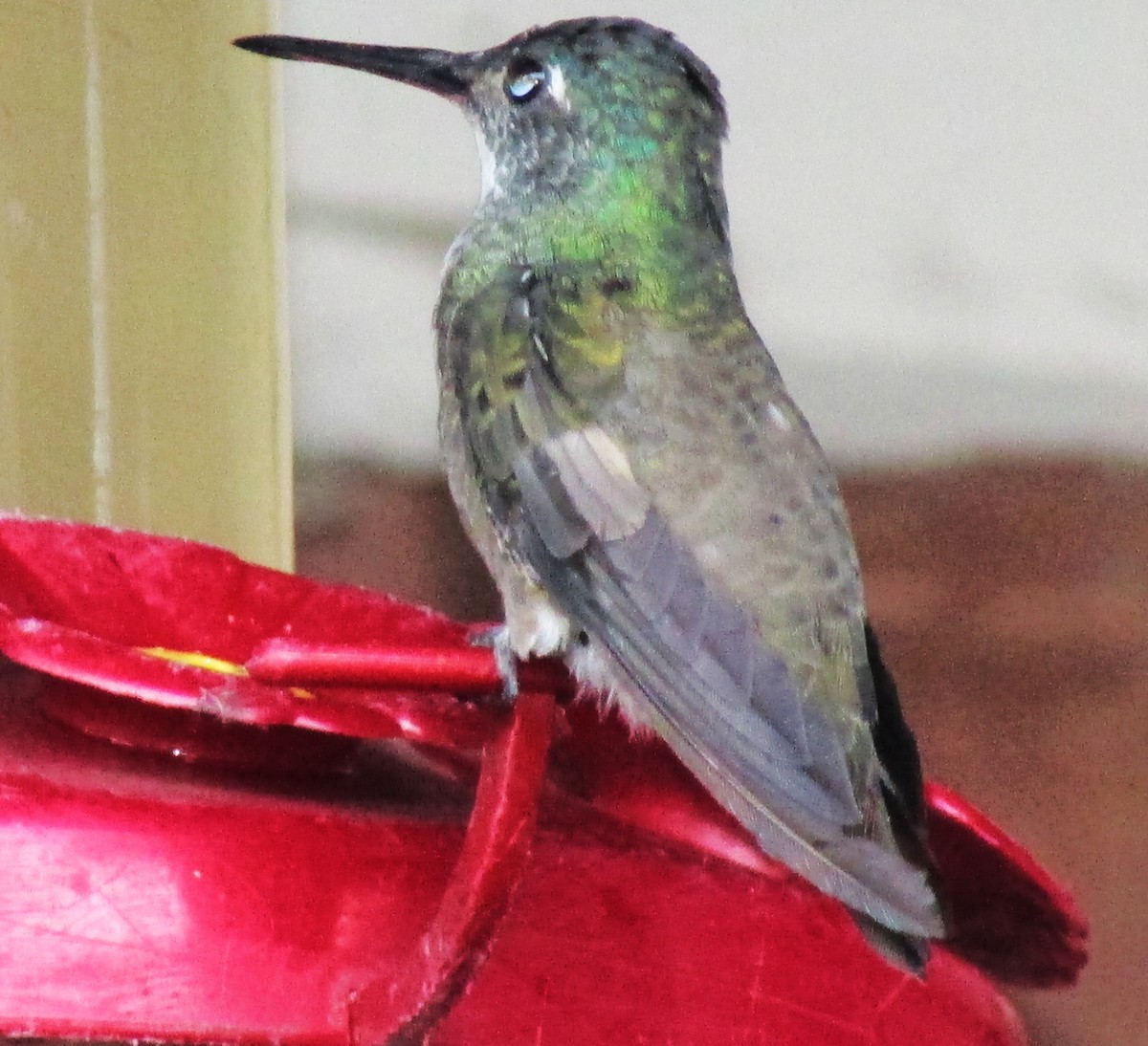 Rivoli's Hummingbird - ML611564062