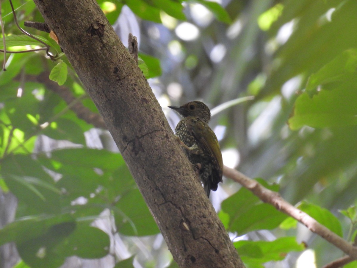 Buff-spotted Woodpecker - Adrian Smith