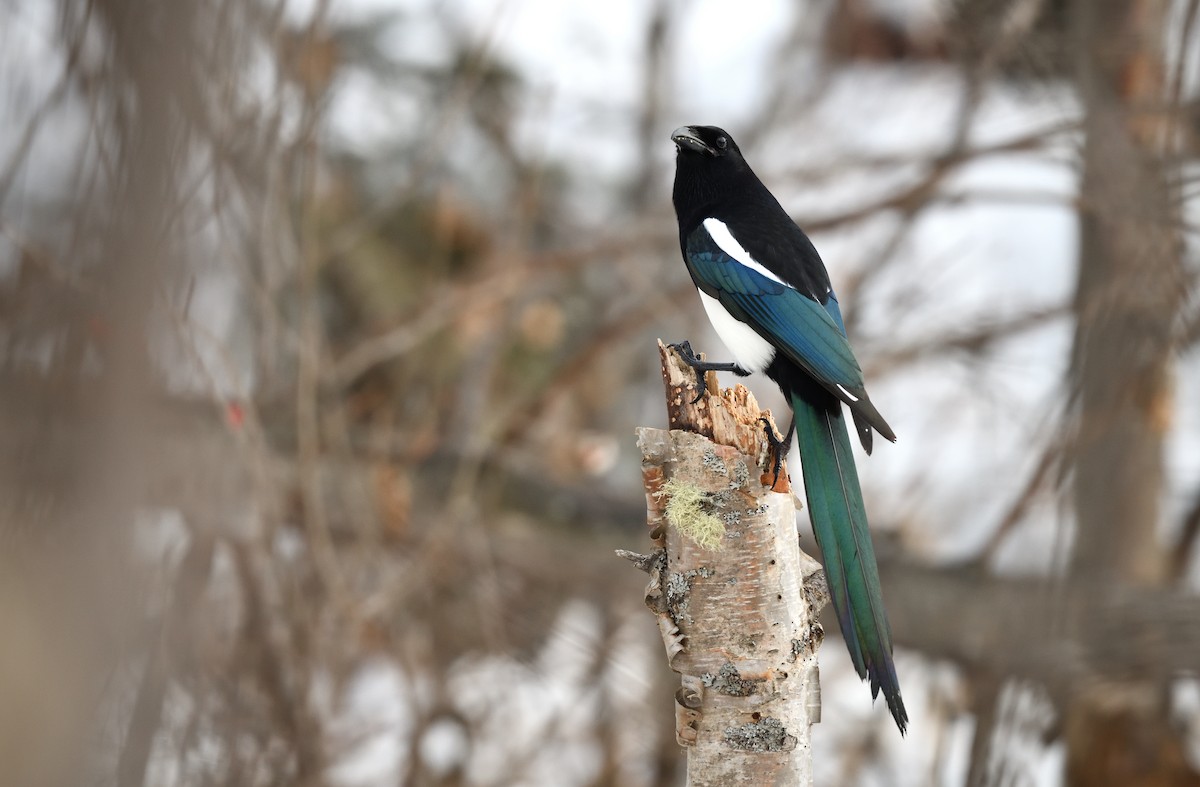 Black-billed Magpie - Timothy Piranian