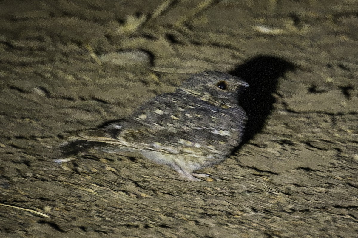 Star-spotted Nightjar - ML611564091