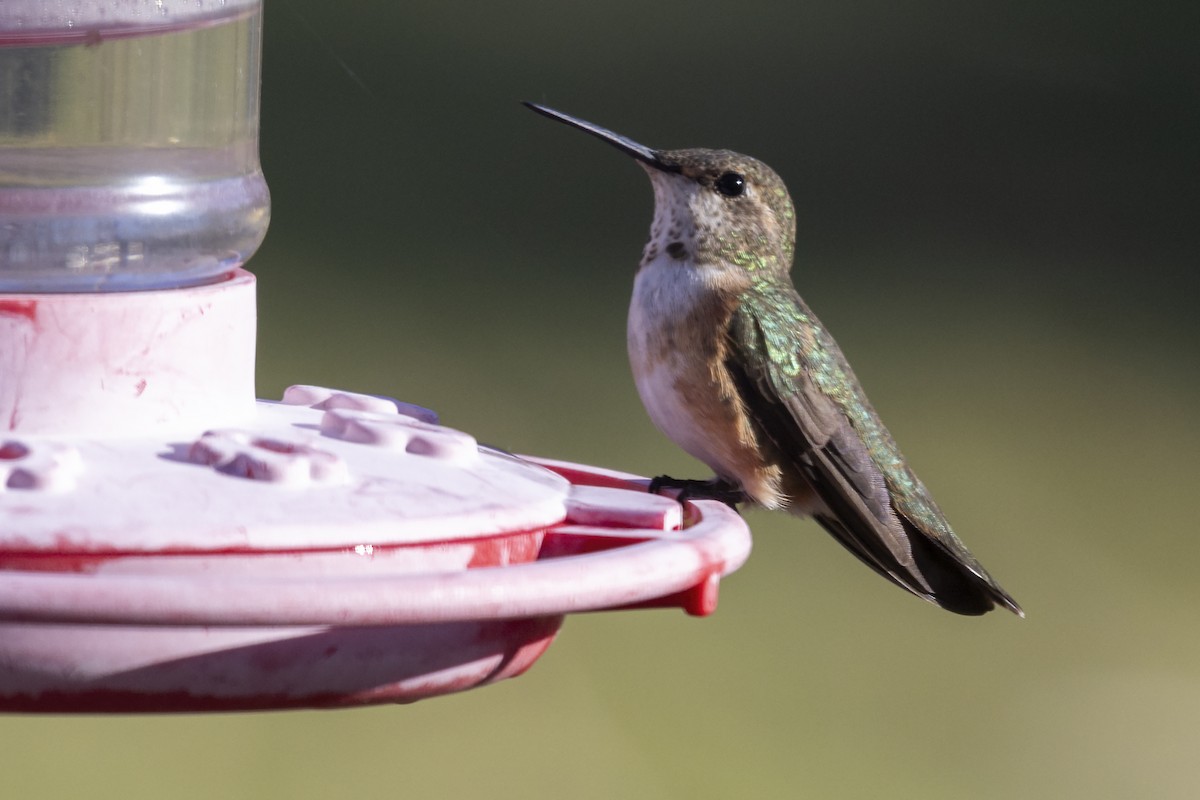 Rufous Hummingbird - ML611564221