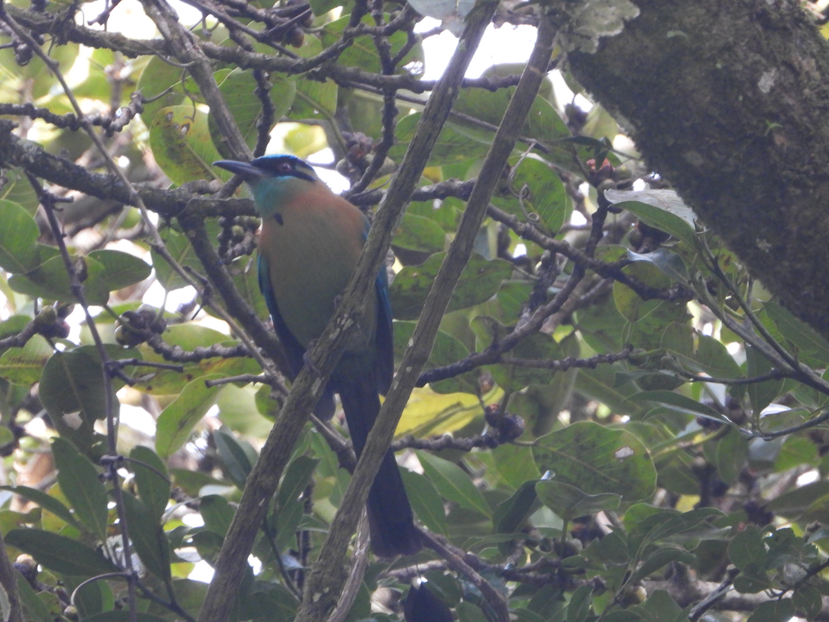 Diademmotmot - ML611564265