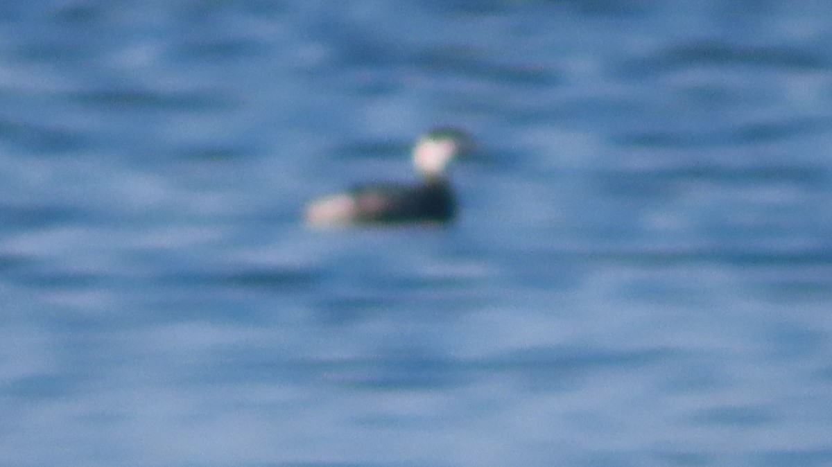 Horned Grebe - ML611564352