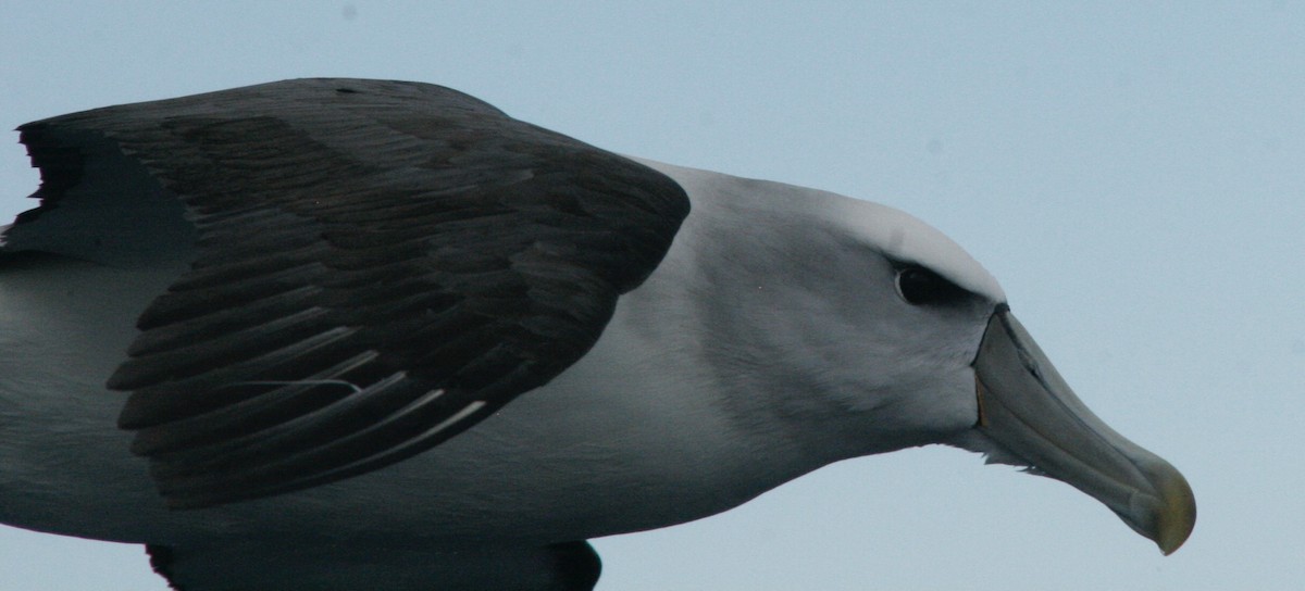 White-capped Albatross - ML611564396