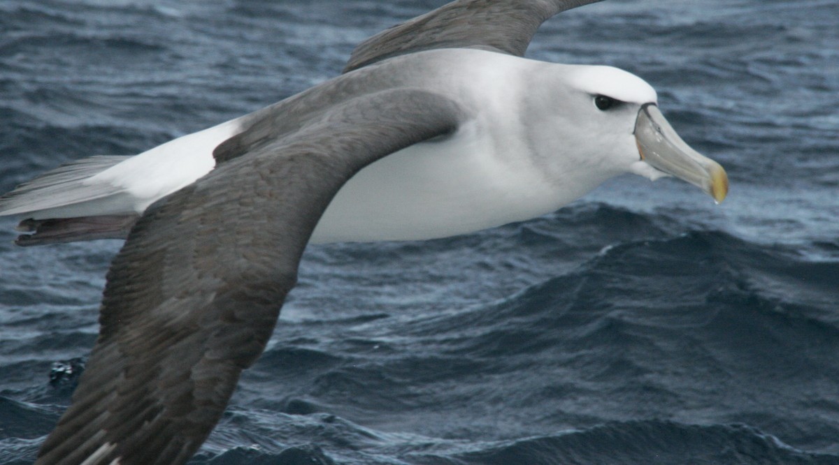 White-capped Albatross - ML611564397