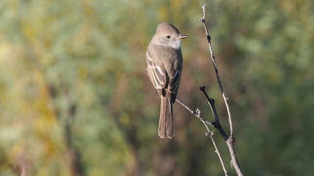 Nutting's Flycatcher - ML611564404