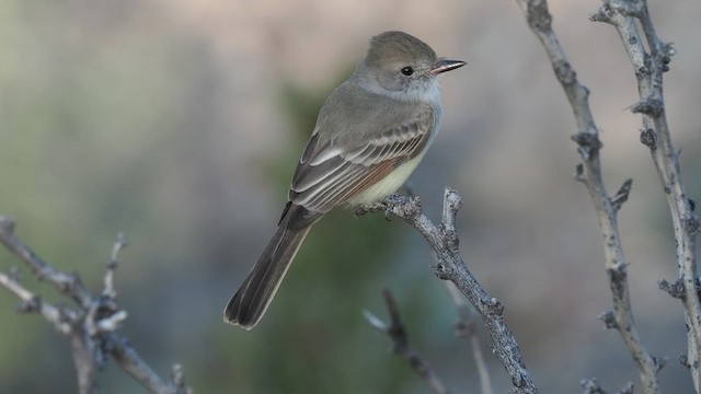 Nutting's Flycatcher - ML611564445