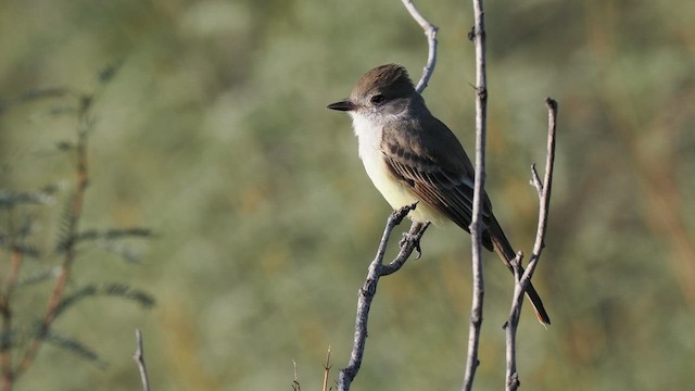 Nutting's Flycatcher - ML611564456