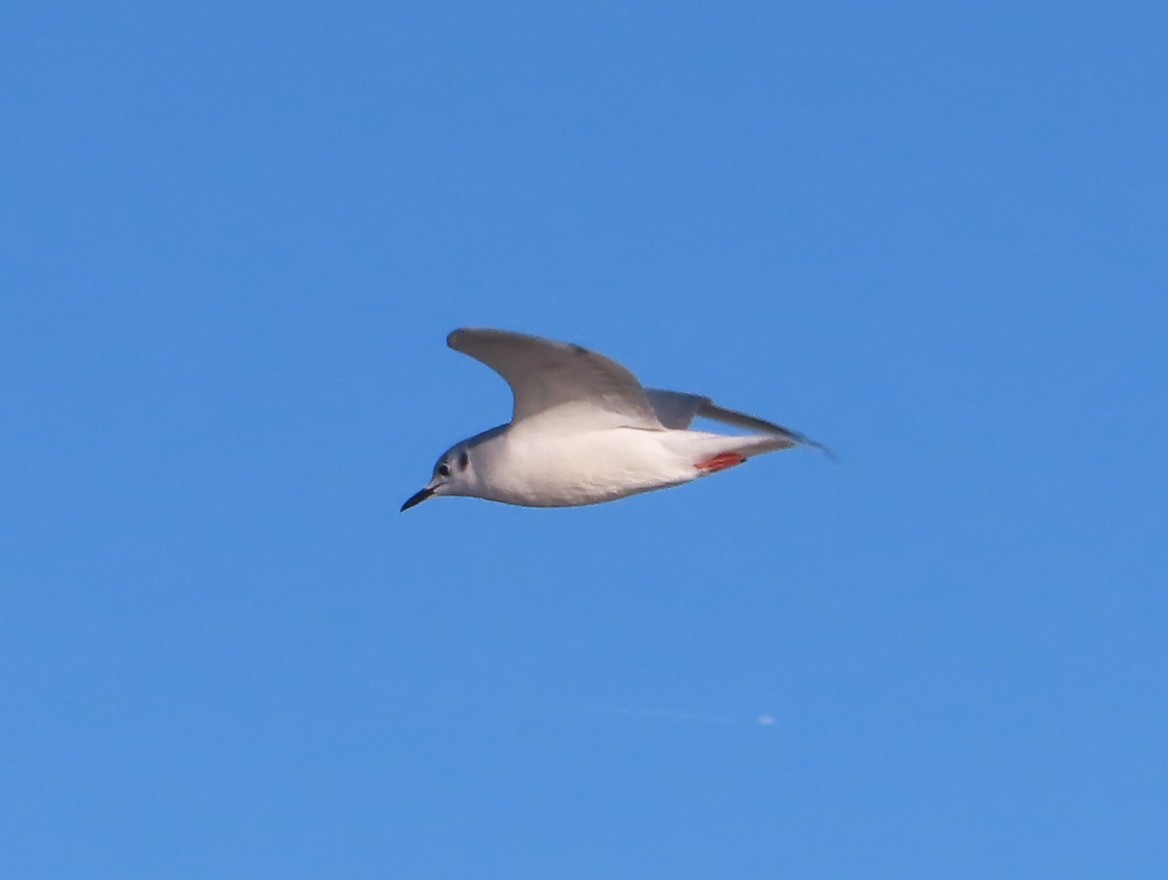 Bonaparte's Gull - ML611564497