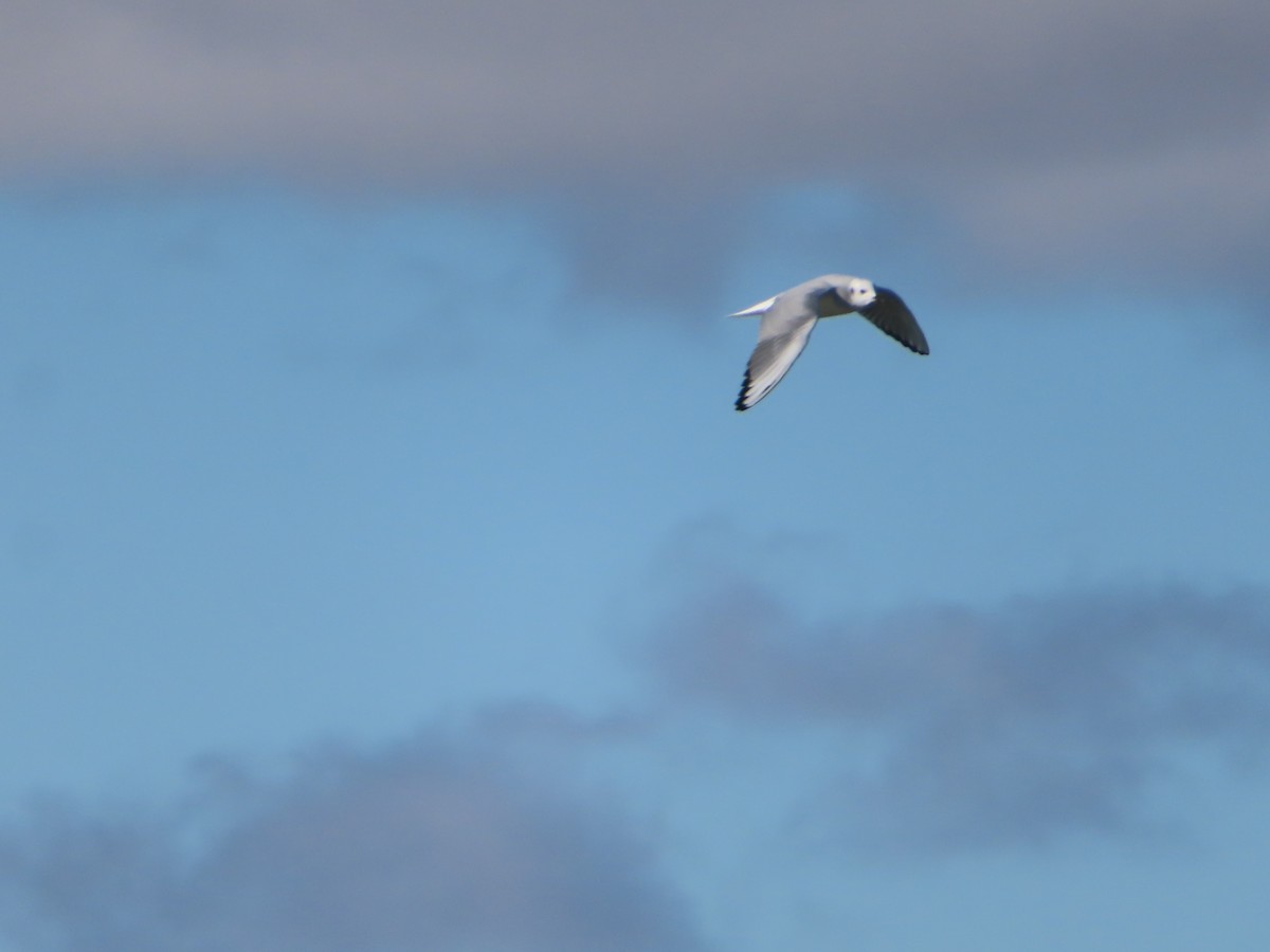 Bonaparte's Gull - ML611564498